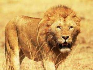 Kenya Safari Holiday | Go Discover Abroad